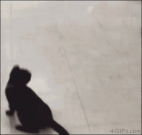 Cat Jumping 498 X 474 Gif GIF