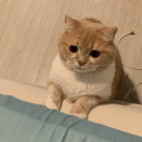 Cute Cat Jumping And Playing GIF