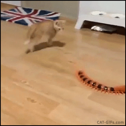 Cat Jumping 498 X 498 Gif GIF