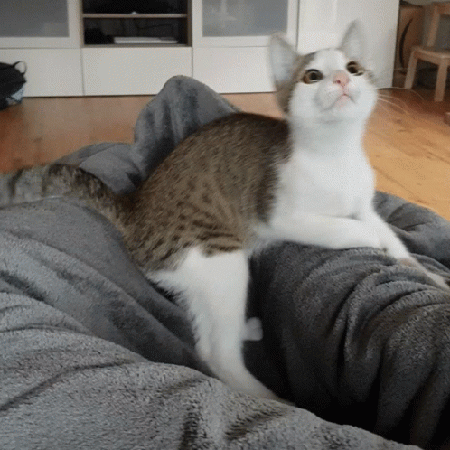Cat Jumping And Playing GIF