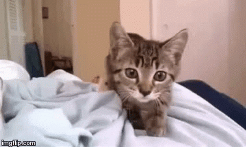 Cat Jumping GIF