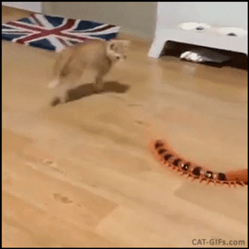 Cat Jumping GIF