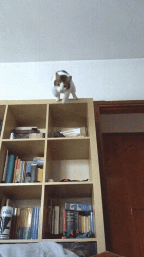 Cat Jumping GIF