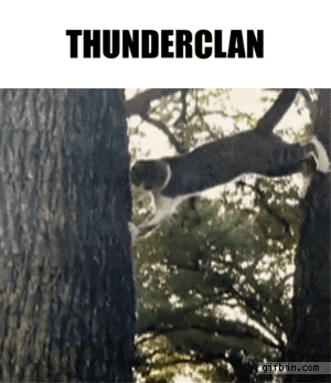 Cat Jumping From Tree Thunderclan GIF