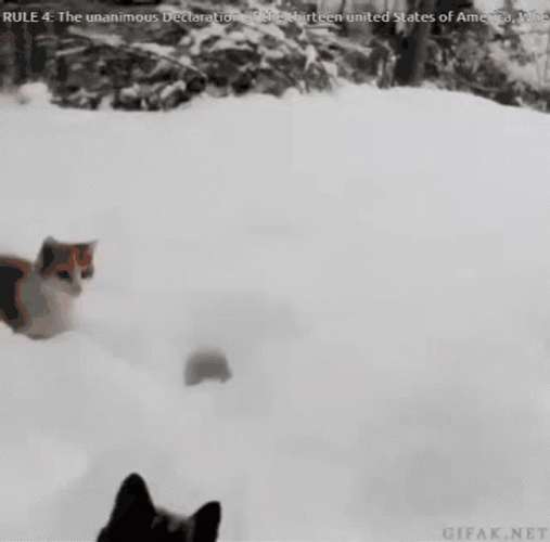 Cat Jumping Funny Snow GIF