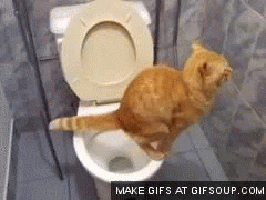 Cat Jumping Into Toilet