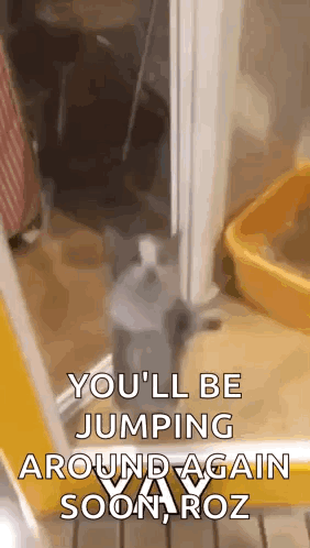 Cat Jumping Next to Yellow Cat Litter Box