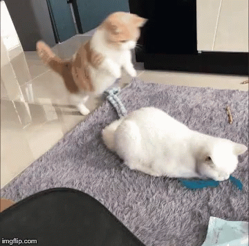 Cat Jumping On Another Cat Funny Hug GIF
