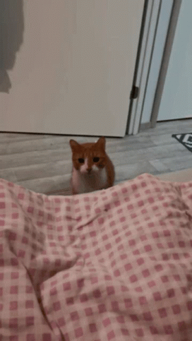 Cat Jumping On Blanket GIF