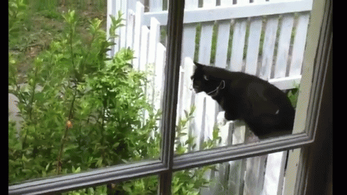 Cat Jumping On Plant GIF