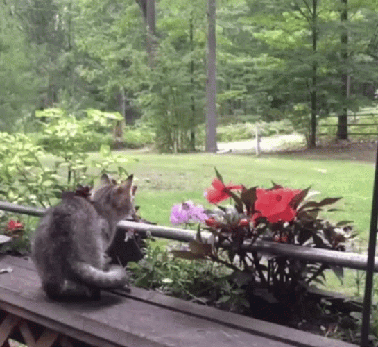 Cat Jumping Over Garden GIF
