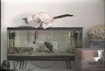 Cat Jumping Scared Of Hamster GIF