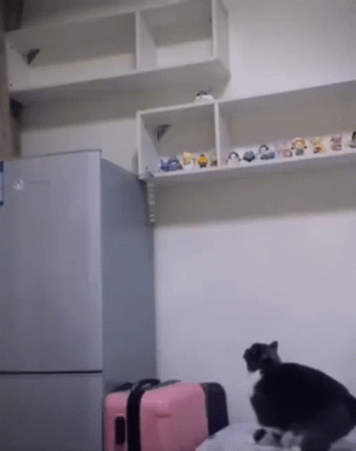 Cat Jumping Small GIF
