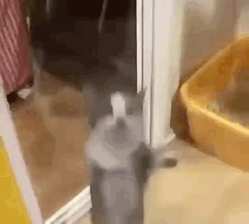 Cat Jumping Up And Down GIF