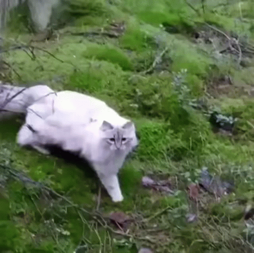 Cat Jumps Across River Boing GIF