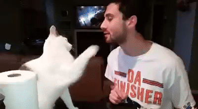 Cat Kiss Attempt Fail GIF