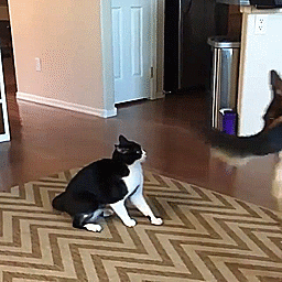 Cat Kiss Calm Down Dog GIF