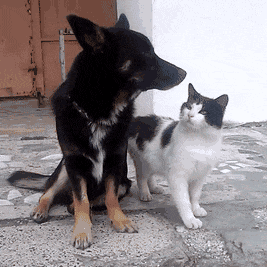 Cat Kiss Dog Best Friend GIF