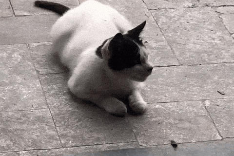 Cat Kiss Hello GIF