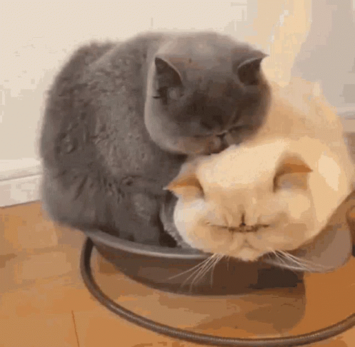 Cat Kiss Lick Persian GIF