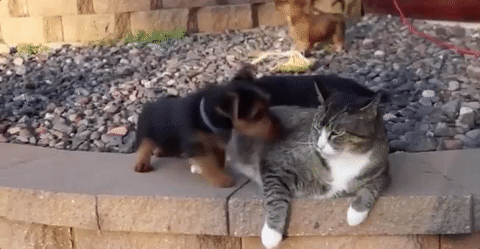 Cat Kiss No Puppy GIF