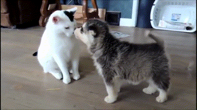 Cat Kiss Puppy Boop GIF