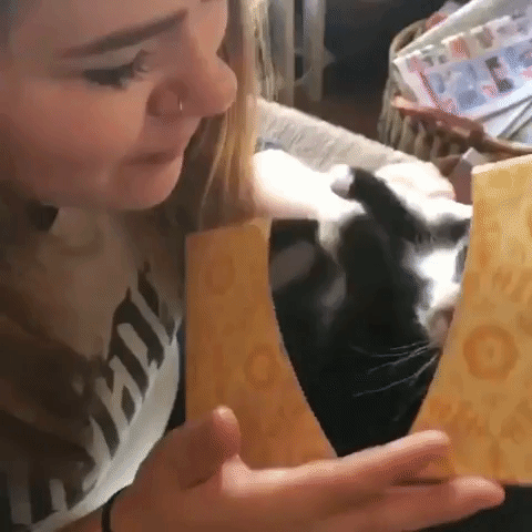 Cat Kiss Smooches GIF