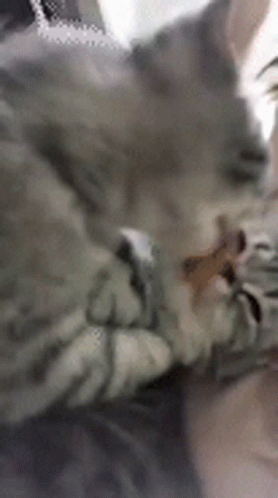 Cat Kiss Stare Away GIF