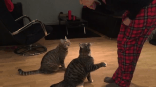 Cat Kiss Treats GIF