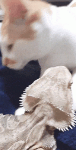 Cat Kissing Bearded Dragon GIF
