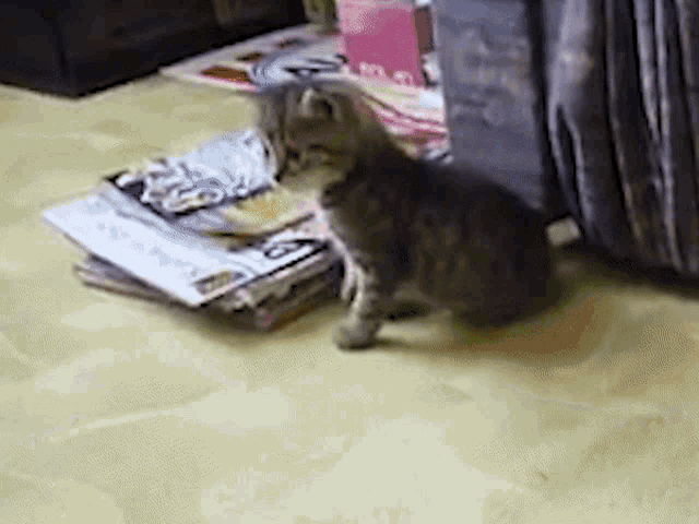 Cat Kitty Gif GIF
