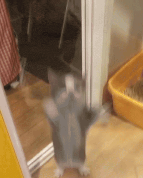 Cat Kitty Gif GIF