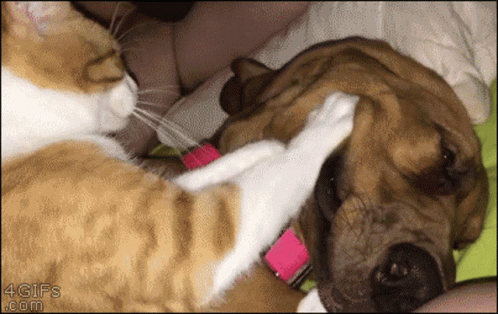 Cat Knead Massage Dog Face GIF