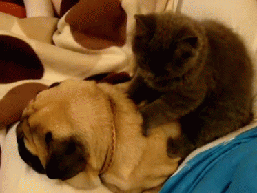 Cat Knead Pug Dog GIF