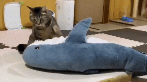 Cat Knead Shark Stuffed Toy GIF