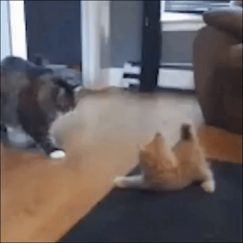 Cat Knocks Off Like A Boss GIF
