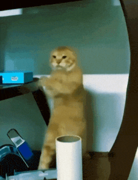 Cat Kung Fu Gif GIF
