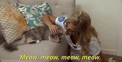 Cat Lady Caressing Pet GIF