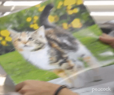 Cat Lady Showing A Picture Of Her Pet GIF