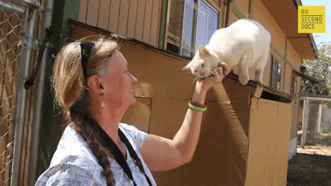 Cat Lady Tickling Pets Chin GIF