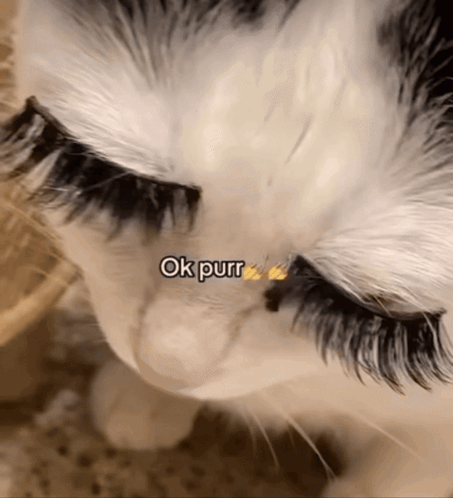 Cat Lashes Ok Purr GIF