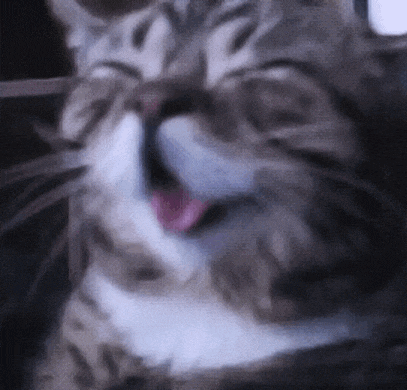 Cat Laughing Gif GIF