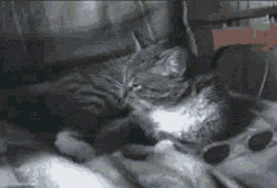 Cat Laying And Putting On Sunglasses GIF