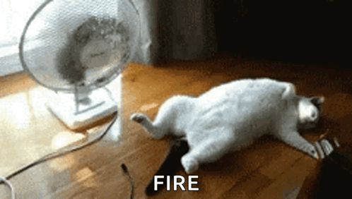 Cat Laying by Fan Saying Fire