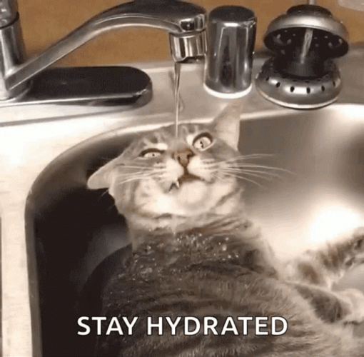 Cat Laying Drinking Tap Water GIF