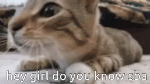 Cat Laying Hey Girl Do You Know Sba