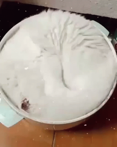 Cat Laying In Bowl Of Ice Cream GIF