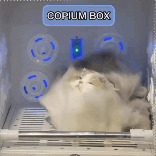 Cat Laying in Copium Box With Light