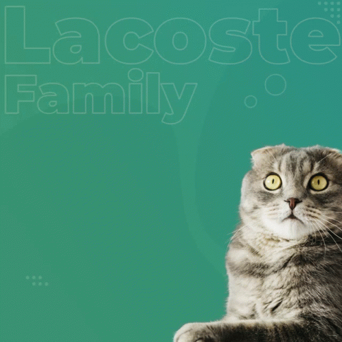 Cat Laying in Front of Lacoste Family Logo