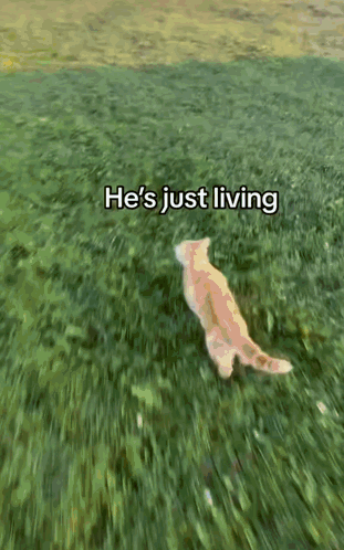 Cat Laying In Grass Saying He's Just Living GIF